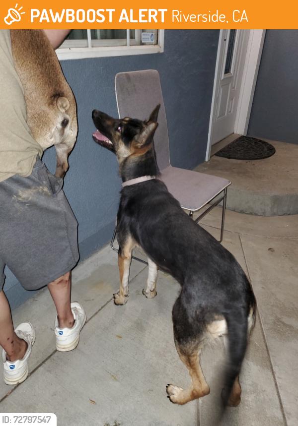 Found/Stray Female Dog last seen Colorado and Monroe street riverside,ca , Riverside, CA 92503