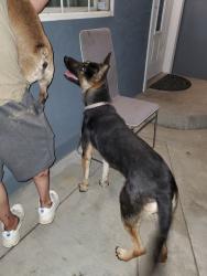 Found/Stray Female Dog last seen Colorado and Monroe street riverside,ca , Riverside, CA 92503