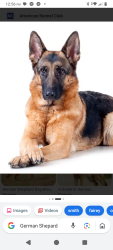 Lost Female Dog last seen 48th ave Bethany  rd, Glendale, AZ 85301