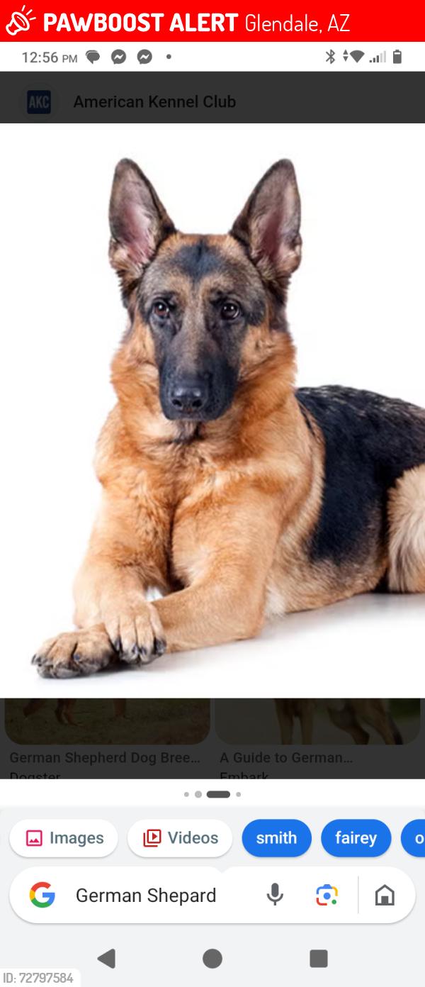 Lost Female Dog last seen 48th ave Bethany  rd, Glendale, AZ 85301