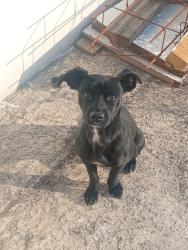 Lost Male Dog last seen A un lado de la tlapaleria Vega , Ecatepec de Morelos, Méx. 55238