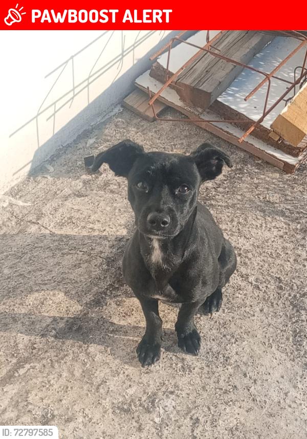 Lost Male Dog last seen A un lado de la tlapaleria Vega , Ecatepec de Morelos, Méx. 55238