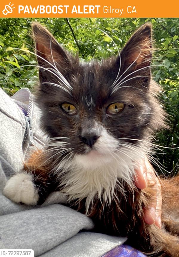 Found/Stray Unknown Cat last seen Plaza Gas & Diesel, Gilroy, CA 95020