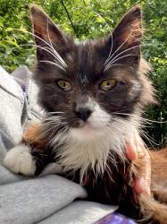 Found/Stray Unknown Cat last seen Plaza Gas & Diesel, Gilroy, CA 95020