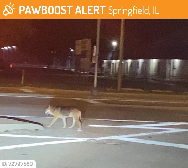 Found/Stray Unknown Dog last seen Lawrence Ave. and Veterans, Springfield, IL 62703