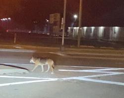 Found/Stray Unknown Dog last seen Lawrence Ave. and Veterans, Springfield, IL 62703