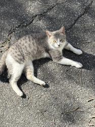 Found/Stray Male Cat last seen Drake Diner, Des Moines, IA 50309