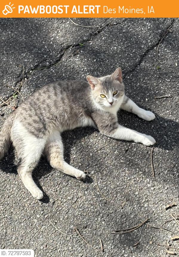 Found/Stray Male Cat last seen Drake Diner, Des Moines, IA 50309