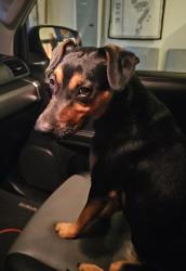 Found/Stray Female Dog last seen Riverbend Hiawatha and North Blvd, Tampa, FL 33604
