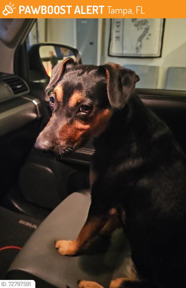 Found/Stray Female Dog last seen Riverbend Hiawatha and North Blvd, Tampa, FL 33604
