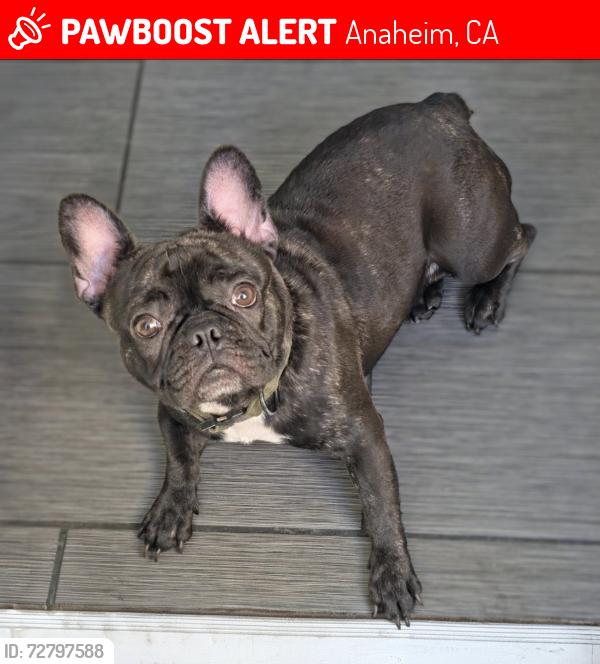 Lost Male Dog last seen State College Blvd and placentia ave , Anaheim, CA 92805