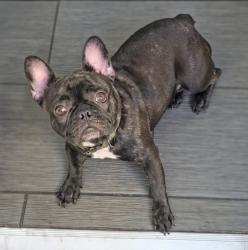 Lost Male Dog last seen State College Blvd and placentia ave , Anaheim, CA 92805