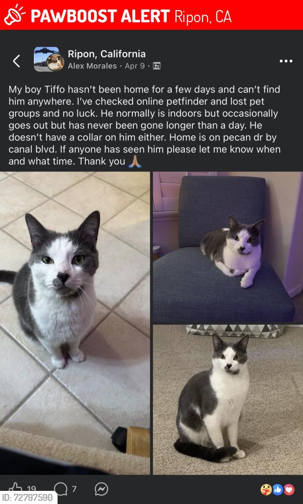 Lost Male Cat last seen Marquis st and c blvd , Ripon, CA 95366