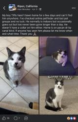 Lost Male Cat last seen Marquis st and c blvd , Ripon, CA 95366
