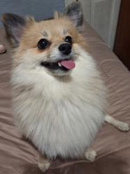 Lost Female Dog last seen Independence ave , Kansas City, MO 64124