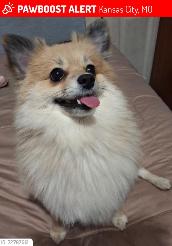 Lost Female Dog last seen Independence ave , Kansas City, MO 64124