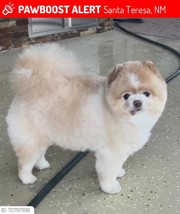 Lost Male Dog last seen Santa Teresa New Mexico , Santa Teresa, NM 88008