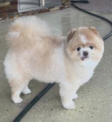 Lost Male Dog last seen Santa Teresa New Mexico , Santa Teresa, NM 88008