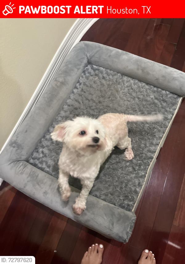 Lost Female Dog last seen Long point, Houston, TX 77055