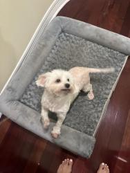 Lost Female Dog last seen Long point, Houston, TX 77055