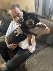 Lost Male Dog last seen 31st & Orville, Kansas City, KS 66102