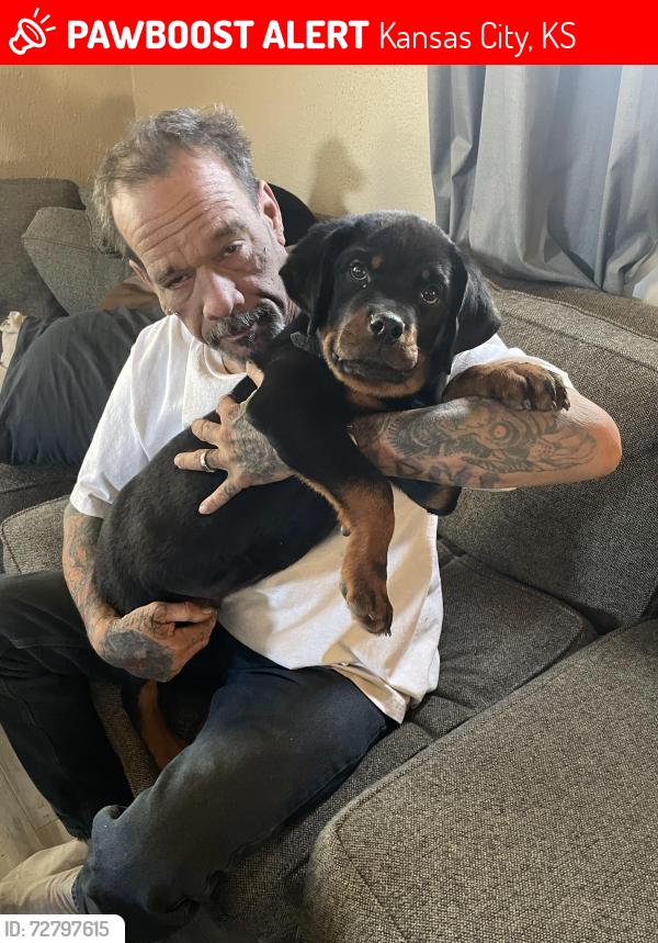Lost Male Dog last seen 31st & Orville, Kansas City, KS 66102