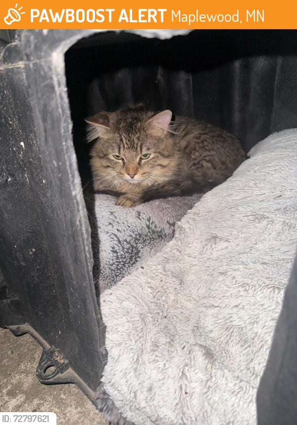 Found/Stray Unknown Cat last seen Near pond ave e, Maplewood, MN 55119