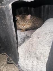 Found/Stray Unknown Cat last seen Near pond ave e, Maplewood, MN 55119