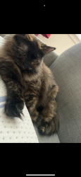 Lost Female Cat last seen Near and Hutchinson , Fort Worth, TX 76106
