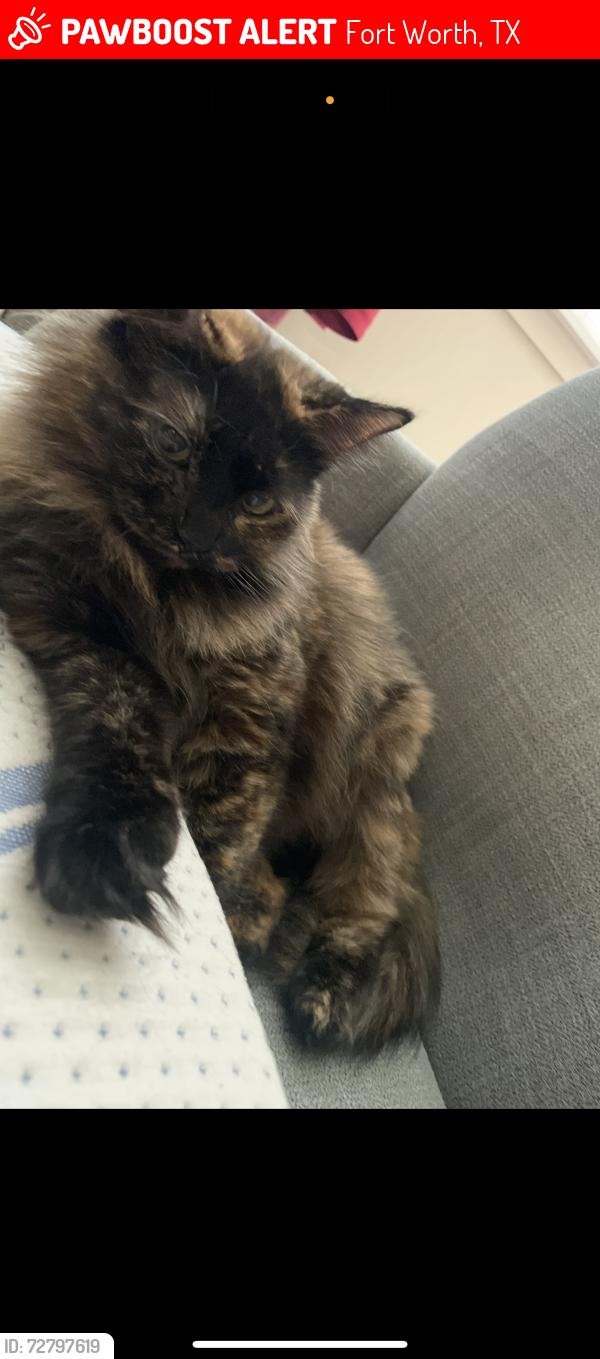 Lost Female Cat last seen Near and Hutchinson , Fort Worth, TX 76106