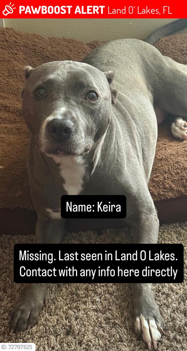 Lost Female Dog last seen Near duke firth street, Land O' Lakes, FL 34638