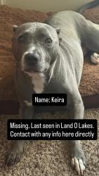 Lost Female Dog last seen Near duke firth street, Land O' Lakes, FL 34638