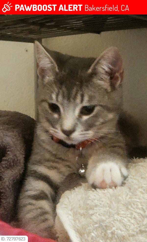 Lost Male Cat last seen 40th st , columbus, Bakersfield, CA 93301