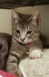 Lost Male Cat last seen 40th st , columbus, Bakersfield, CA 93301