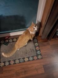 Lost Male Cat last seen Wren Rd., Beaver Dam, WI 53916