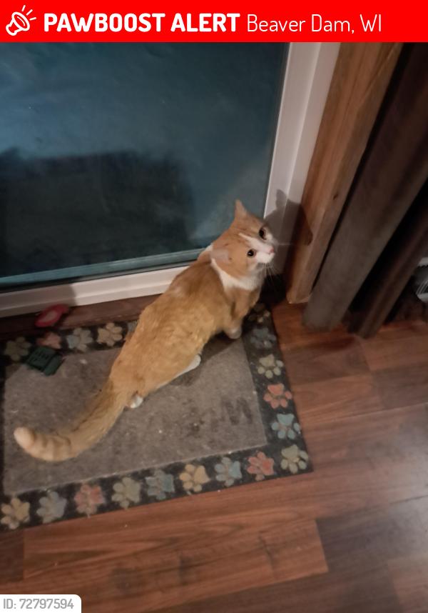 Lost Male Cat last seen Wren Rd., Beaver Dam, WI 53916