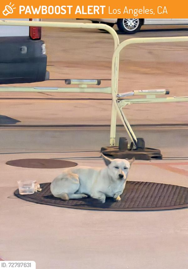 Found/Stray Unknown Dog last seen Gage and Central inside USPS yard , Los Angeles, CA 90052