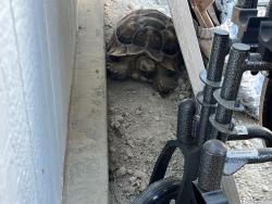 Lost Male Reptile last seen Jarvis st and Senola Ave , Perris, CA 92572