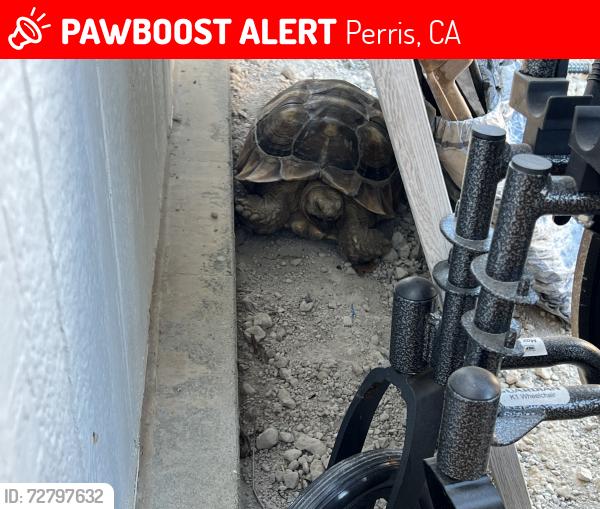 Lost Male Reptile last seen Jarvis st and Senola Ave , Perris, CA 92572