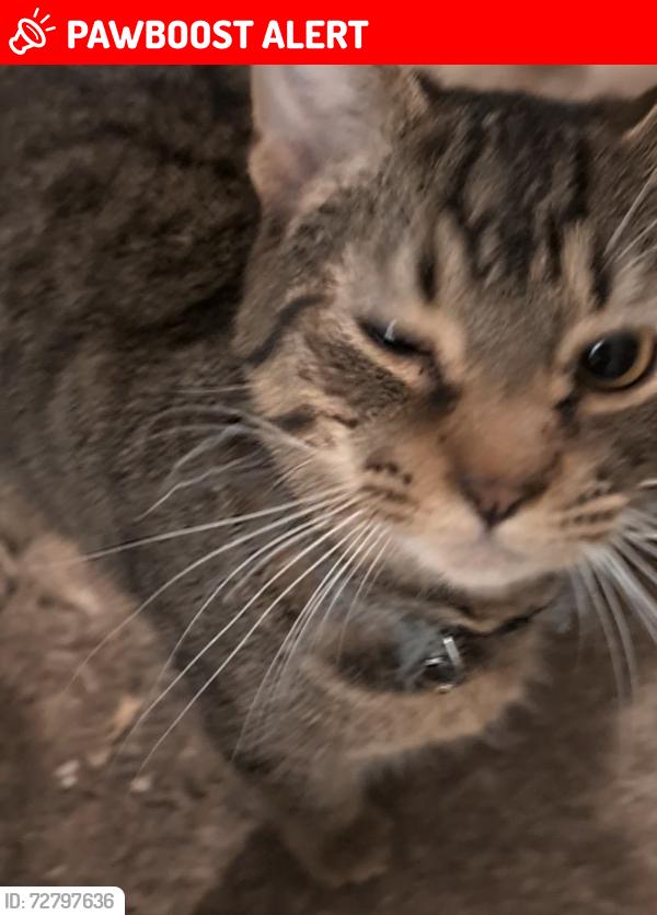 Lost Male Cat last seen Duplex neighborhood , Whitfield County, GA 30721