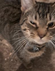 Lost Male Cat last seen Duplex neighborhood , Whitfield County, GA 30721