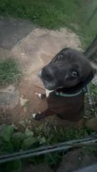 Lost Female Dog last seen Near Pine grove road, Ballard, WV 24918
