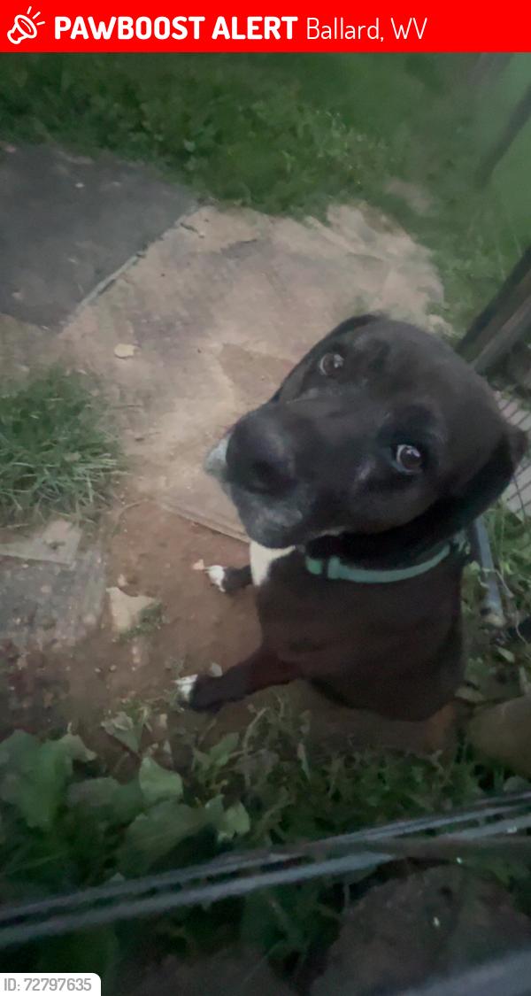 Lost Female Dog last seen Near Pine grove road, Ballard, WV 24918
