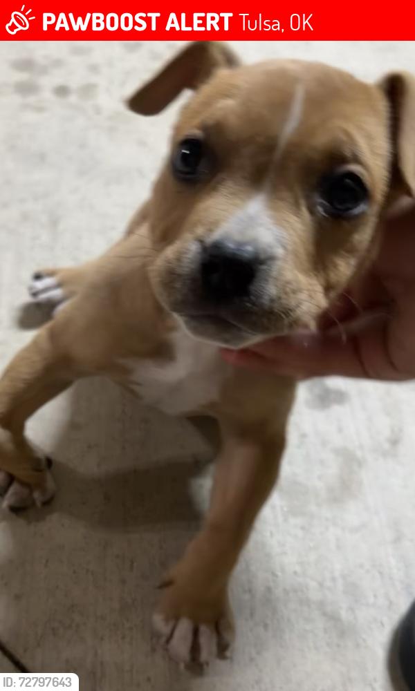Lost Female Dog last seen Neighborhood , Tulsa, OK 74115