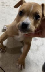 Lost Female Dog last seen Neighborhood , Tulsa, OK 74115