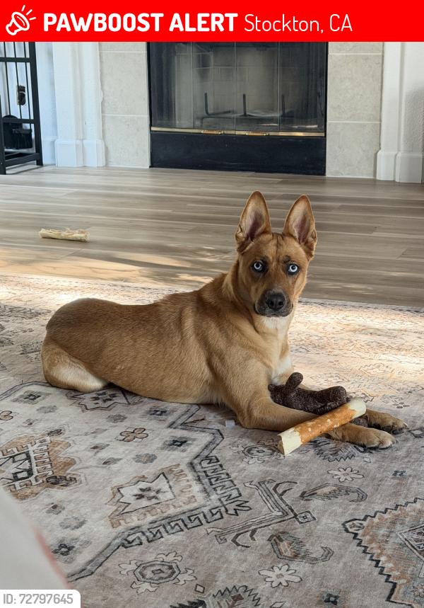 Lost Female Dog last seen Bear Creek High School , Stockton, CA 95209