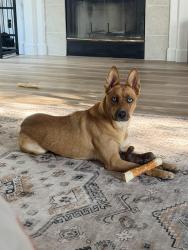 Lost Female Dog last seen Bear Creek High School , Stockton, CA 95209