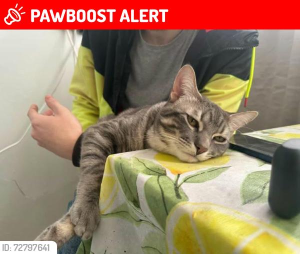 Lost Male Cat last seen Fieldgate dixie, Mississauga, ON L4X 2J3