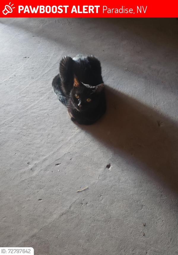 Lost Female Cat last seen Budget Suites, Paradise, NV 89103