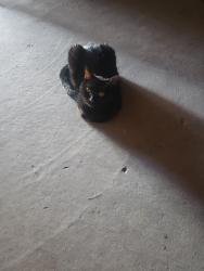 Lost Female Cat last seen Budget Suites, Paradise, NV 89103